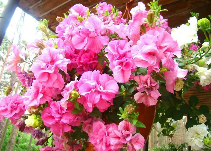 Resort Osrodek Wypoczynkowy Oaza